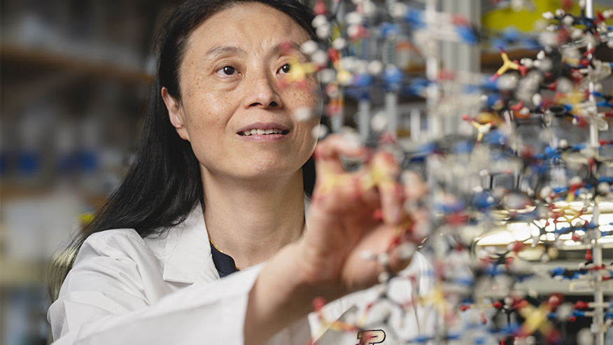 Danzhou Yang wears a white lab coat and looks at a colorful 3-D molecular model.