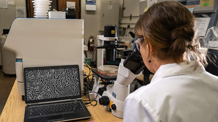 In a laboratory, a woman wearing a white lab coat looks into a microscope. The image she sees through the microscope is displayed on a laptop alongside the microscope.