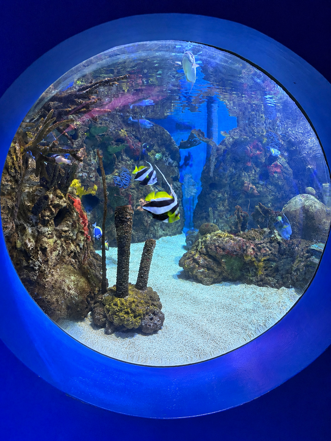 Photo of a round window inside an aquarium that shows reef and fish. The wall around the window is blue.